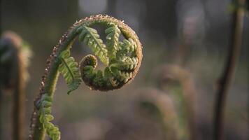 Close up shot of a fern frond unfurling in the soft light of a natural environment photo