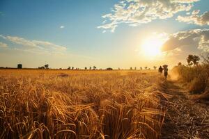 A yellow combine moving through golden fields with dust trailing behind it photo
