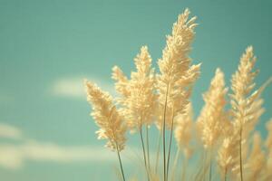 Golden Grasses Sway Gently in the Breeze Under a Clear Blue Sky, Creating a Serene Natural Landscape at Midday photo