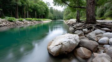 Serene River Scene Lush Green Forest Exposed Tree Roots Smooth Stones Tranquil Water photo