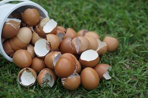 Eggshells on green grass, prepared to make compost. Concept, Eco-friendly food waste management.Nnatural fertilizer for enriching soil and plants,Easy way to make compost photo