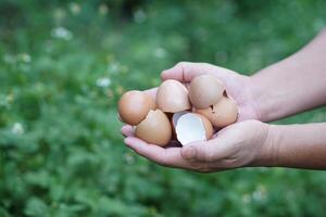 Hands holding eggshells in garden, ready to be used for composting. Concept food waste management, promoting eco-friendly practices and sustainable gardening to enrich the soil naturally. photo