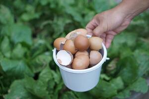 Hand holding bucket of eggshells in garden, ready to be used for composting. Concept, food waste management, promoting eco-friendly practices and sustainable gardening to enrich the soil naturally photo