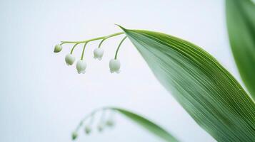 A close up of a lily of the valley plant photo