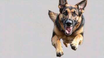 A german shepherd dog is running in the air photo