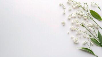 Lily of the valley flowers on white background photo