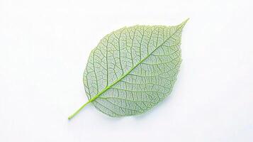 A leaf on a white background photo