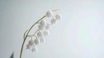 A white flower is shown in front of a blue background photo