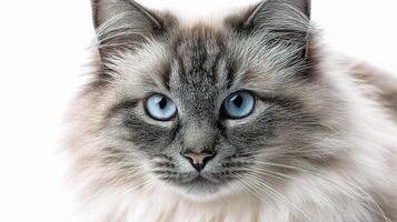 A close up of a gray and white cat with blue eyes photo