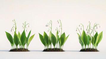 Three different types of lily of the valley plants photo