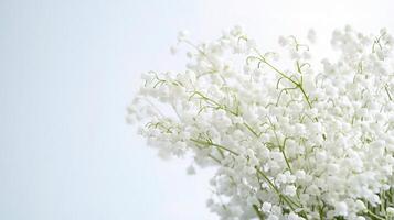 A vase of white flowers with a white background photo