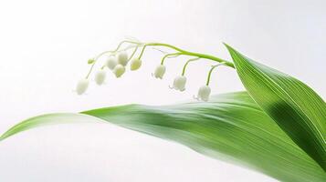 A close up of a lily of the valley flower photo