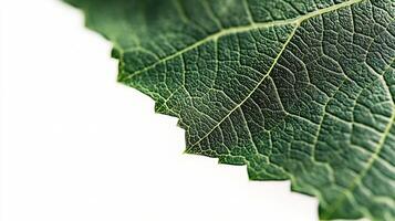 A close up of a green leaf photo