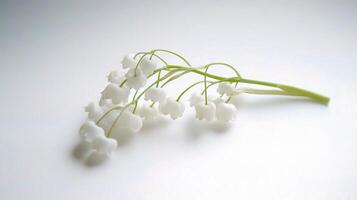 A white flower with green leaves on a white background photo