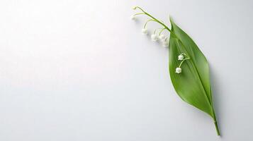 Lily of the valley on white background photo
