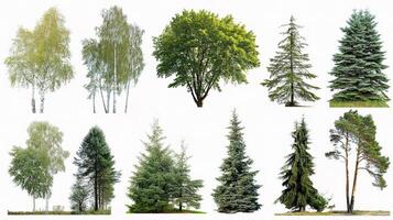 A collection of different types of trees photo