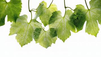 A bunch of green leaves hanging from a vine photo