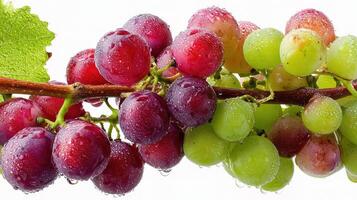 Grapes on a branch with water droplets photo
