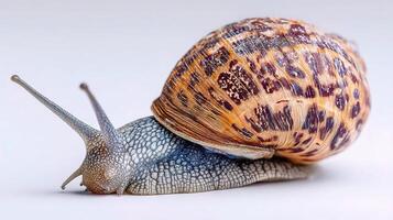 A snail is crawling on a white background photo