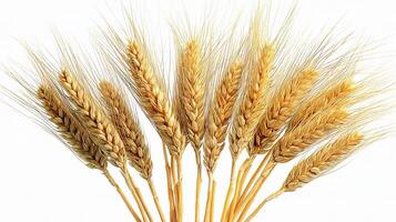 A bunch of wheat is shown on a white background photo