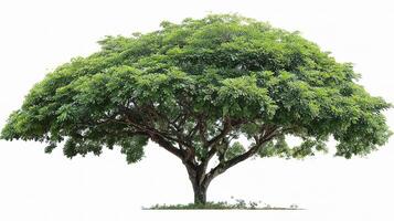 A large tree with green leaves on a white background photo