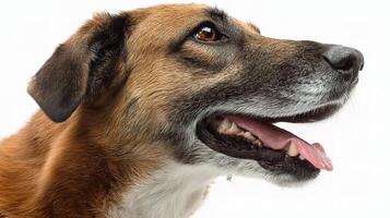 A dog is looking up at the sky photo