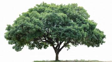 A large tree is shown in front of a white background photo