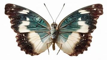A butterfly with blue and white wings photo