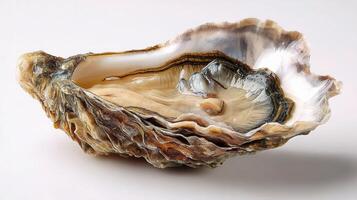 An oyster is shown on a white surface photo