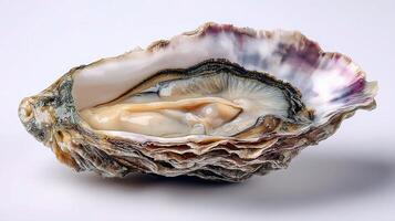 An oyster shell is shown on a white background photo