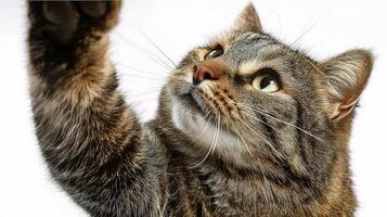 A cat reaching up to touch a white object photo