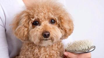 A woman is brushing a dog with a brush photo