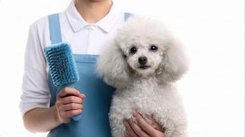 A woman holding a white poodle with a blue brush photo