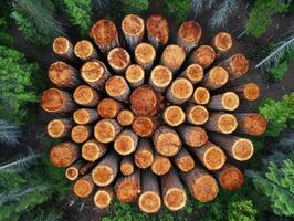 Logs arranged in circular pattern in forest during midday sunlight photo