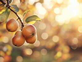 Pears hang on branch in golden light of autumn orchard photo