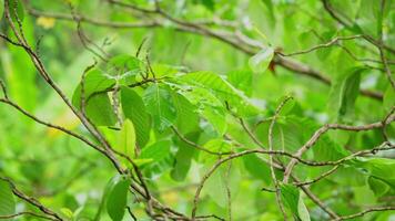 Trees swaying in the wind. Trees bending under the rain storm. video