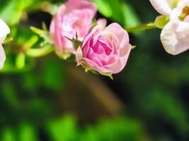 close up of mini pink rose flower with blurred background photo