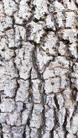 large wood texture suitable for illustration photo
