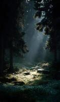 Mystical light filters through the towering pines illuminating the serene forest floor photo