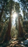 Sunlit giants majestic redwood trees towering towards the sky in a lush green forest scene photo