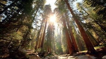 Sunlight shining through towering redwood trees in a lush forest creating an ethereal atmosphere photo