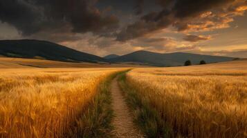 Golden wheat field glows under a dramatic sky, a path winds through the grain leading to distant hills photo