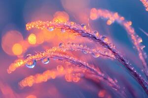 Dew drops reflecting golden light on purple grass stems at twilight photo