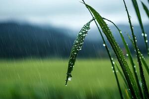 Fresh green grass with water drops falling during rain in nature photo