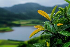 Rain falling on leaves with lake and mountains in background photo