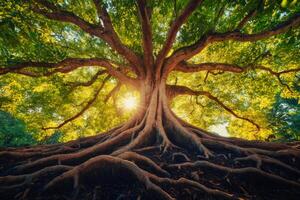 Majestic tree with exposed roots and sunlight shining through branches photo