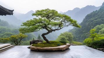 Bonsai tree growing in a rock in a chinese garden with misty mountains in the background photo