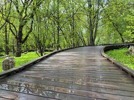 Curved wooden eco trail in green forest park, surrounded by trees and fresh grass after rain. Ideal setting for walking, relaxation, and nature observation in a quiet natural environment photo