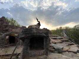Magnificent Markhor with majestic spiral horns sitting on elevated rock in zoo habitat at sunset, framed by dramatic clouds and soft golden light, symbolizing wilderness, pride and raw natural beauty photo