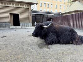 Large black yak with thick shaggy fur and long curved horns resting on ground inside zoo enclosure near wooden building, captured in peaceful moment surrounded by rustic architecture and calm space photo